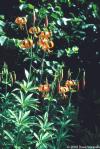 Lilium michiganense