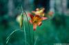 Lilium philadelphicum