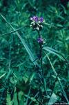 Tradescantia ohioensis