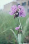 Tradescantia ohioensis