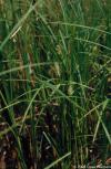 Carex pellita