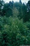 Calamagrostis canadensis