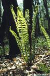 Osmunda cinnamomea