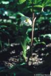 Podophyllum peltatum