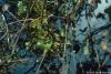 Drosera rotundifolia