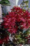 Poinsettia sp