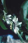 Passiflora sp