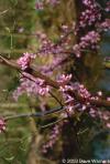 Cercis Canadensis