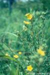 Potentilla fruticosa