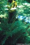 Polystichum acrostichoides